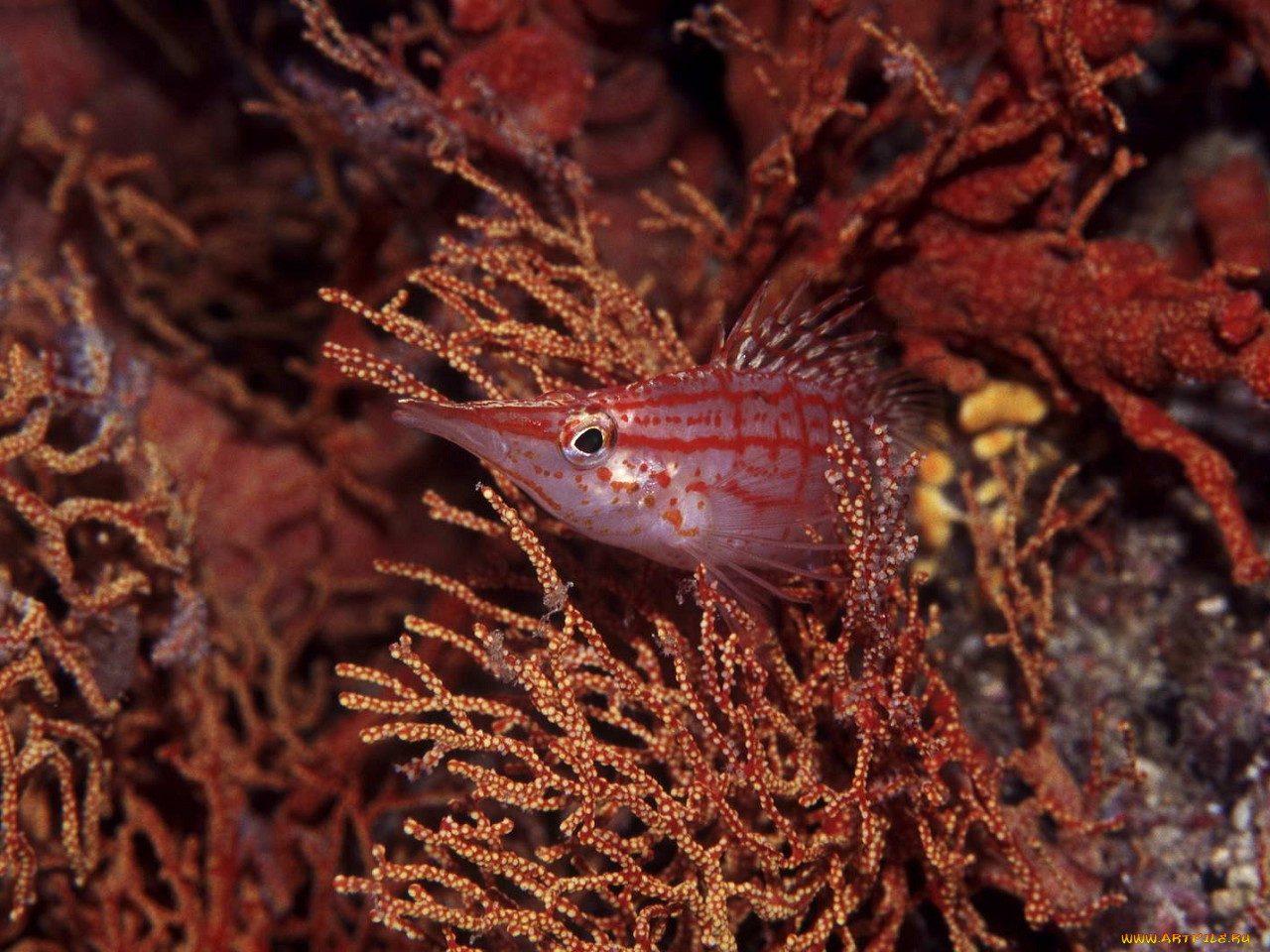 Brown fish. Морские рыбы. Коричневая рыба. Рыба Щур. Гаркуша рыба.